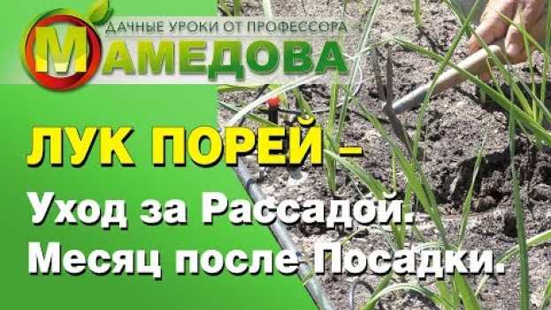 Video ЛУК ПОРЕЙ - Уход за Рассадой. Месяц после Посадки su italiano
