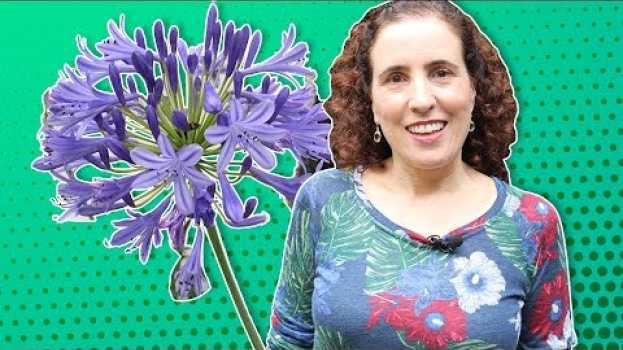 Video ☂ AGAPANTO: COMO CULTIVAR | Nô Figueiredo in English