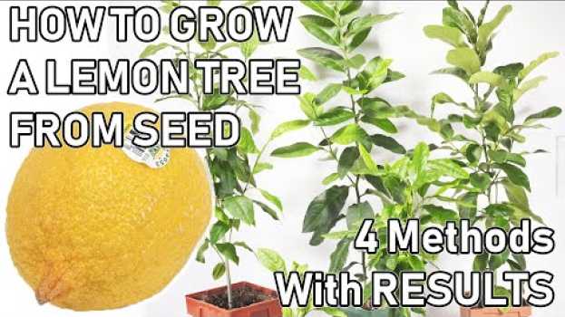 Видео How To Grow A LEMON TREE From A SEED ( 0-6 MONTHS UPDATES ) на русском