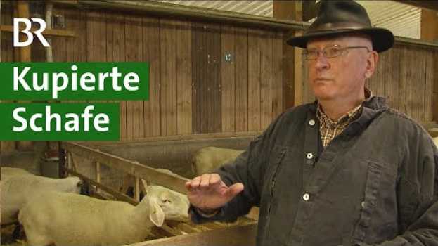 Video Kupierte Schwänze bei Schafen: Was sind mögliche Alternativen? | Schaf Doku | Unser Land | BR po polsku