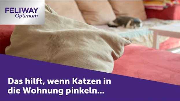 Video Katze pinkelt in die Wohnung ➤ FELIWAY Optimum hilft, wenn deine Katze pinkelt.   türkçe