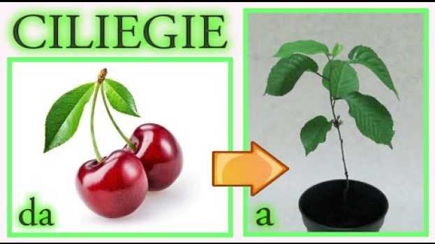 Video CILIEGIE, IL TRUCCO PER FAR NASCERE UNA PIANTINA IN 7 GIORNI GRATIS cherry tree, cerezo, cerisier   türkçe