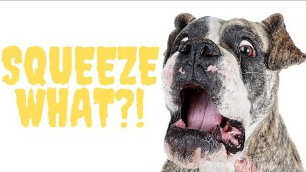 Video Anal Glands: Every Dog Owner Should Know This! Feat. Dr. Lisa Lippman en français