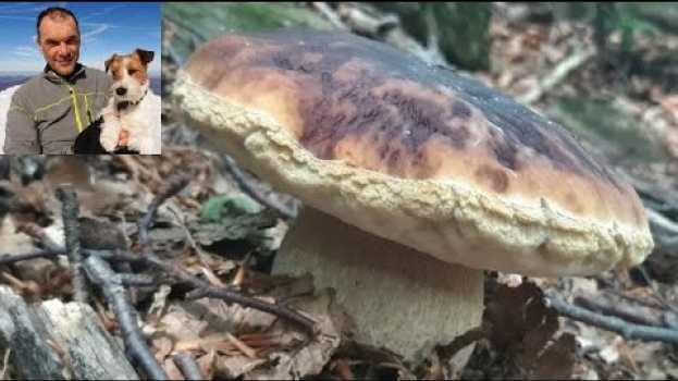 Video Funghi porcini Edulis semplicemente perfetti raccolti nel parco dei cento laghi con Pedro en français