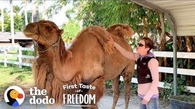 Video Camel So Skinny His Humps Collapsed Gets Strong Enough To Run Free | The Dodo First Taste Of Freedom   türkçe