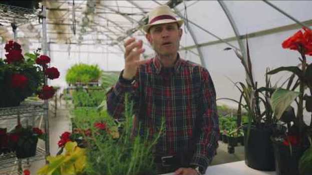 Video Mes tomates ont des taches noires, comment y remédier ? in English