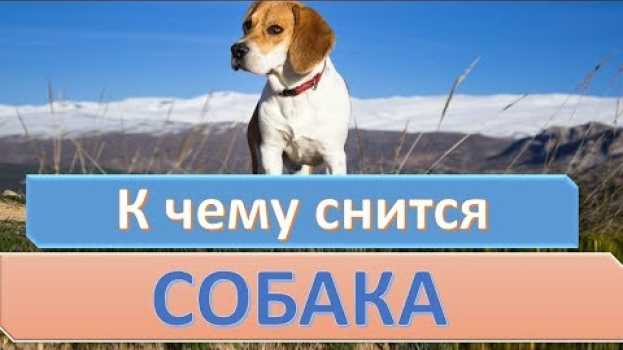 Video К чему снится СОБАКА (ЩЕНОК) | СОННИК po polsku