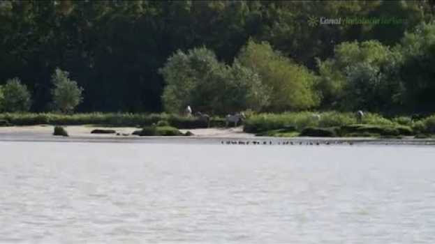 Video Paseo desde La Puebla del Río hasta la Isla Mínima. Sevilla po polsku