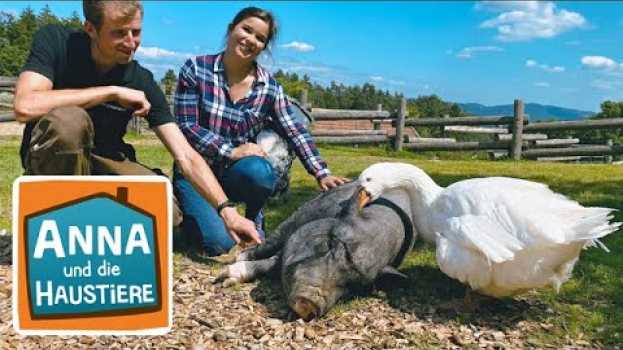 Video Tierisch beste Freundschaften | Information für Kinder | Anna und die Haustiere | Spezial en français