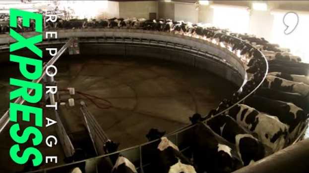 Video Visite d'une méga ferme américaine in English