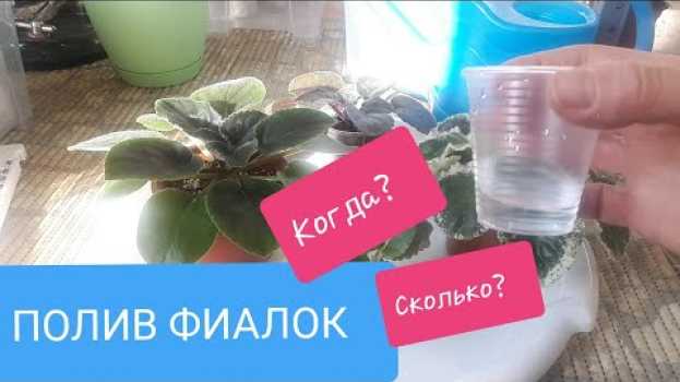 Video ПОЛИВ Фиалок? Когда и сколько? auf Deutsch