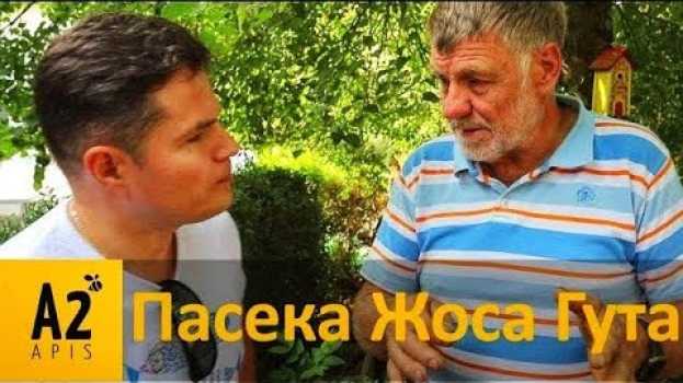 Video На #пасеке у Жоса Гута (#JosGuth, Люксембург): его пчел #Бакфаст знают во всей Европе   türkçe