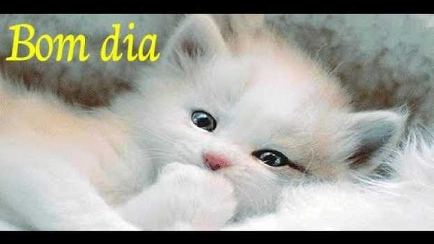 Video Eu Penso em Você Quando Acordo ❤ Mensagem de Bom Dia   türkçe