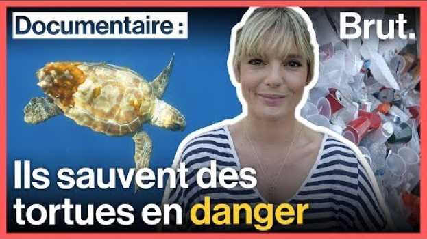 Video ILS SAUVENT DES TORTUES EN DANGER (avec Léa Camilleri) po polsku