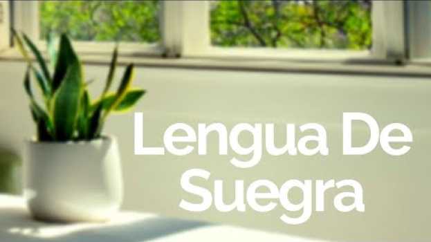 Video La MEJOR Planta De Interior! 🌱😀 su italiano