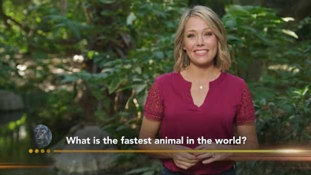 Video Animal Pop Quiz with Dylan Dreyer | Earth Odyssey en español