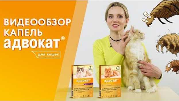 Video Капли Адвокат от блох, чесоточных клещей, глистов для кошек. Видеообзор от производителя. auf Deutsch
