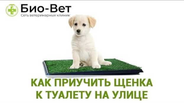 Video Как Приучить Щенка к Туалету на Улице // Сеть Ветклиник Био-Вет auf Deutsch
