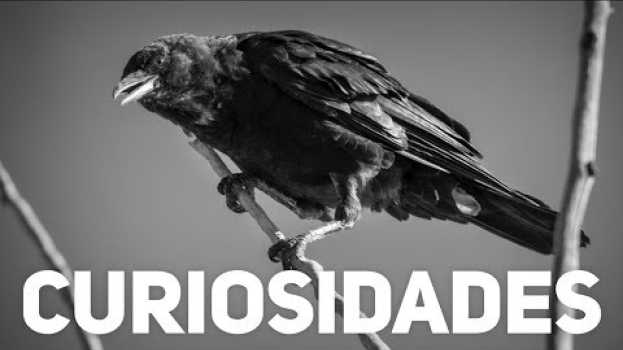 Video FATOS SOBRE CORVOS QUE VÃO DEIXAR VOCÊ FASCINADO en français