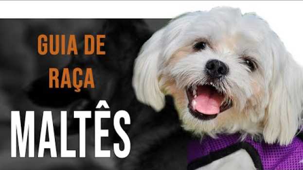 Video Maltês - Tudo sobre a raça en español