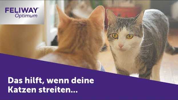 Видео Katzen streiten sich ➤ FELIWAY Optimum hilft, wenn deine Katzen sich streiten на русском