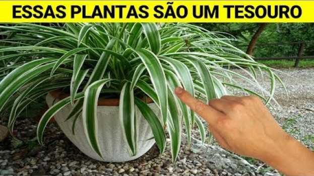Video Tenha Algumas Dessas PLANTAS Em Sua Casa e CUIDE Bem Delas!  Elas Podem Fazer Isso à Sua Saúde in English