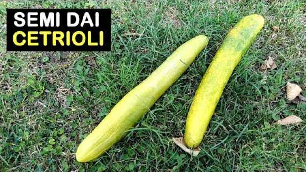 Video PRELEVARE I SEMI DAI CETRIOLI   türkçe