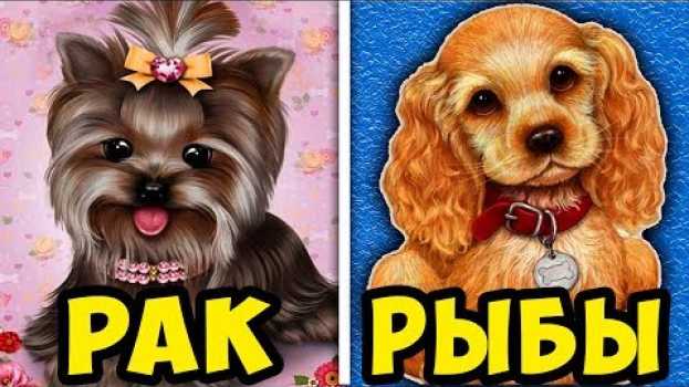 Video Какая Ты Собачка по Знаку Зодиака   türkçe
