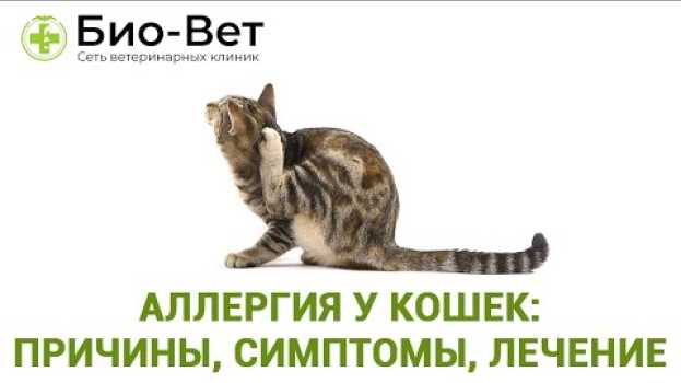 Video Аллергия у Кошек: Причины, Симптомы и Лечение // Сеть Ветклиник БИО-ВЕТ in English
