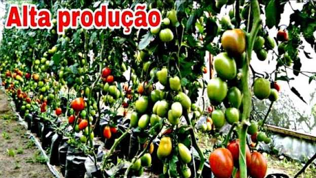 Video Faça seu pé de tomate produzir 100%   türkçe