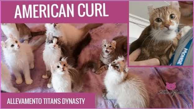 Video American curl: caratteristiche, prezzo e cura di questo gatto particolare auf Deutsch