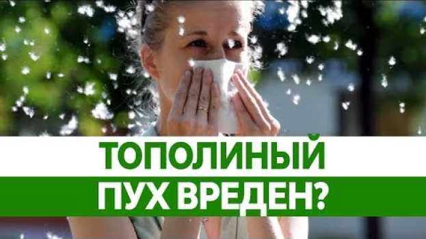 Video Чем опасен ТОПОЛИНЫЙ ПУХ? Аллергия на цветение. Польза тополей. en español