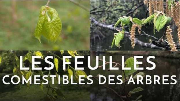 Video Les feuilles comestibles des arbres in English