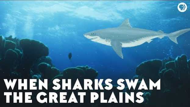 Video When Sharks Swam the Great Plains em português