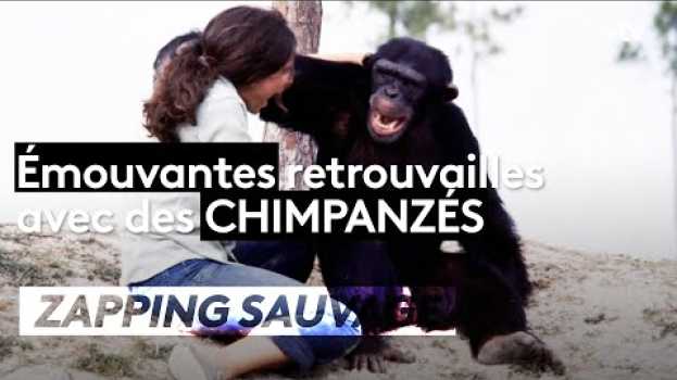 Video Émouvant : elle retrouve ses chimpanzés 20 ans après - ZAPPING SAUVAGE   türkçe