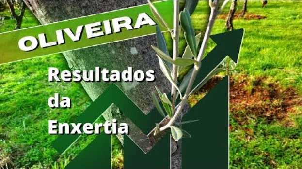 Video ENXERTIA em OLIVEIRAS, resultados após 2 anos su italiano