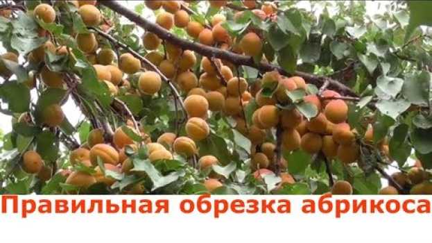 Video Обрезка абрикоса 1 год после посадки. Правильная обрезка абрикоса en français