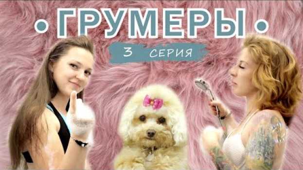 Video ВебСериал "Грумеры" Груминг салон - что-то пошло не так! Стрижка кошки. Йоркширский терьер  Тедди. su italiano
