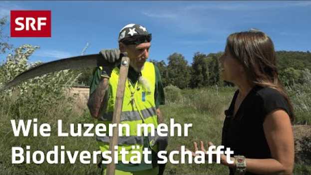 Video Wie Luzern mehr Biodiversität schafft | Umwelt-Reportage | Mission B - für mehr Biodiversität en français