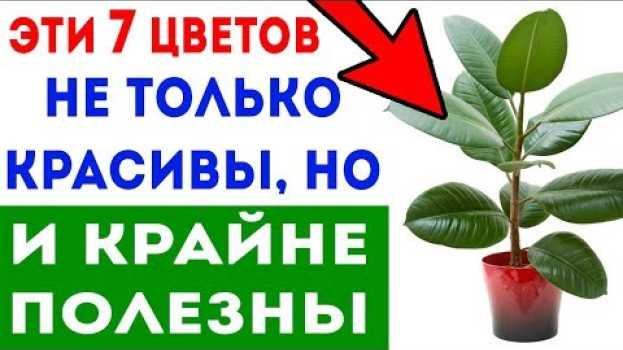 Video Эти ЦВЕТЫ вы ОБЯЗАНЫ держать в доме! Для здоровья и долголетия! Полезные цветы в доме! en español