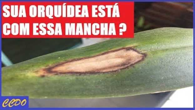 Video FOLHAS DE ORQUÍDEAS QUEIMADAS PELO SOL - Aprenda Diferenciar de Fungos e o que Fazer po polsku