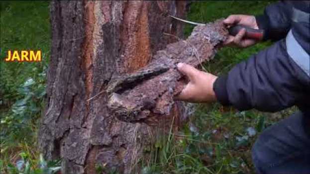 Video ¿Sabe usted de donde proviene el sustrato más empleado para orquídeas?   türkçe