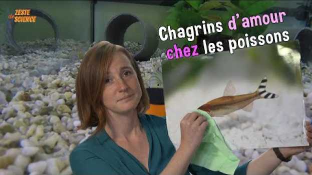Video Les poissons aussi ont des chagrins d'amour | ZdS#30 auf Deutsch