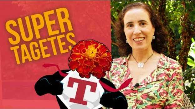Video Uma flor que PROTEGE a sua horta: Tagetes! | Nô Figueiredo su italiano