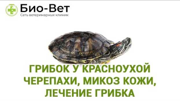 Video Грибок у Черепах // Лечение грибка и микоз у черепах // Сеть Ветклиник Био-Вет po polsku