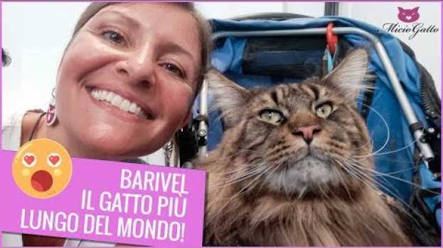 Video Barivel il gatto più lungo del mondo! 😮 Eccolo qui in tutto il suo splendore em português