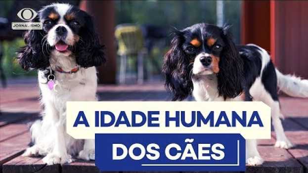 Video Como calcular a idade de um cão? po polsku