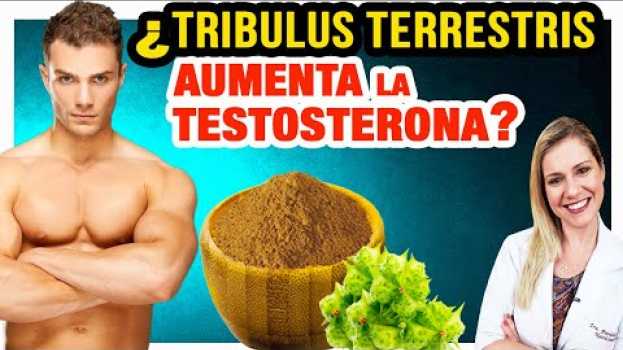 Video Tribulus Terrestris Aumenta la Testosterona? Beneficios, Cómo Funciona y Cuidados (¿HACE DAÑO?) em português