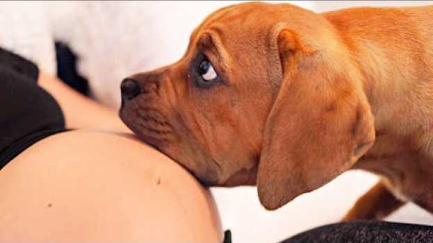 Video When Your Dogs Know You're Pregnant | Cutest Reactions su italiano