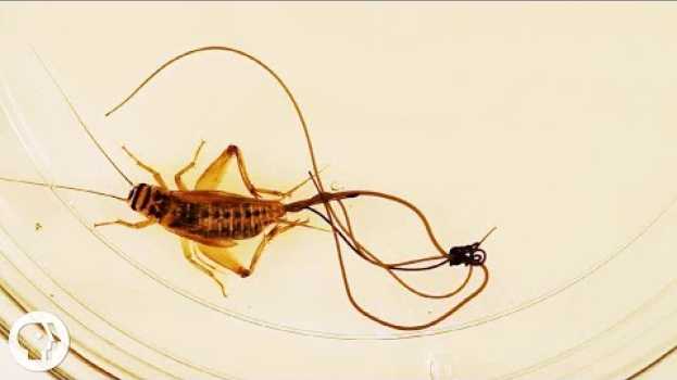 Video These Hairworms Eat a Cricket Alive and Control Its Mind | Deep Look su italiano